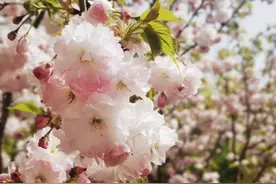 攻略已备好！邀您走进太原的“花花世界”！图片