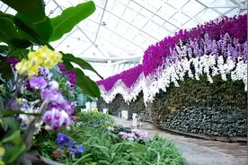 逛花展、品春意……石家庄市植物园新春花展邀您花式迎新春图片