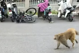 北京近期多地出现猴子踪迹 森林公安：俩猕猴抓到了图片