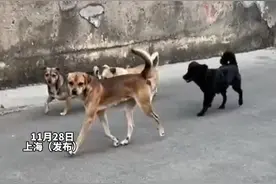 狗子为了合群装不认识主人！刀哥：丧彪，她为啥叫你士豆!图片