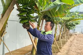 热带香蕉树在神木“安营扎寨”图片