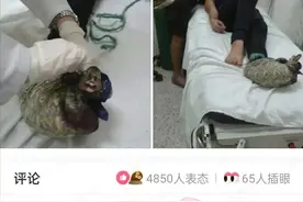 神回复：被蛇咬了，脚上裹个鸭子是什么作用？:)图片
