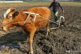 翻地很多人都做错了，以为翻耕就行了，其实还需要做这两个工作图片