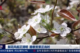南昌安义：梨花风起正清明 踏春赏景正当时图片