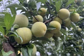 嘎嘣脆！甜如蜜！贵阳周边的李子熟了图片