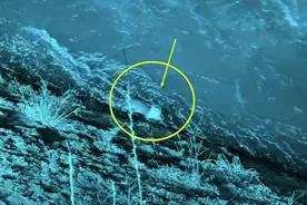 四川都江堰发现罕见“水狗”，在水中能咬死鳄鱼，还敢上岸袭击人图片