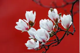 皎皎玉兰花：实拍技巧有5招，玉兰美出新高度！图片