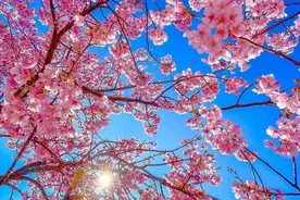 多彩贵州·花漾中国丨等你来，六盘水在下“樱花雨”图片