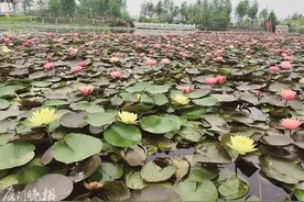 芬芳满塘！马銮湾双溪湿地公园睡莲盛放图片