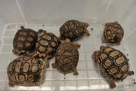 裤兜掏出7只豹龟图片