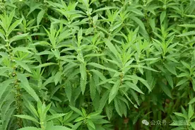 如何区分泽兰和佩兰？图片