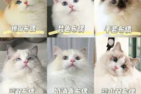 开盲盒 | 布偶猫x蓝猫生的崽崽长啥样？你绝对想不到！图片