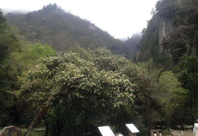 世界上只有中国四川省雅安市才有的 “全球独一无二的 5 大奇景”