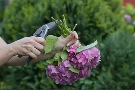 绣球花开完花后什么时候修剪?图片