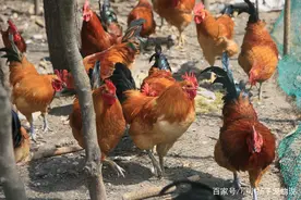 笼鸡有食汤锅近，野鹤无粮天地宽——您给自己和后代做鸡笼了吗？图片