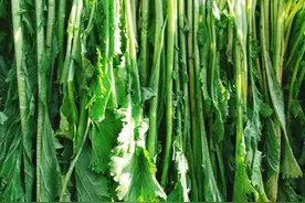 腌雪里蕻只放盐容易发黄变质，80岁奶奶教2招，颜色翠绿久放不坏图片