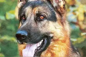 是时候为昆明犬正名了图片