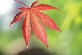 儿女找对象时才懂得，一个儿子和两个儿子的家庭，区别很大图片