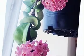“养花达人”李大姐和她的奇花异草图片