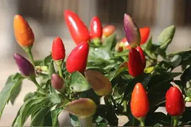 用硫磺熏干辣椒！日常生活中你注意到了吗？图片