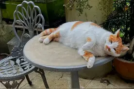 我家有只敞放猫图片