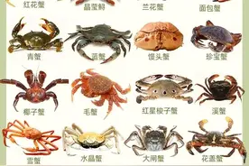 常见蟹的种类图片