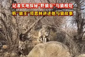 超硬核！内蒙古一大哥养狼20多只，把野狼养成了哈士奇图片