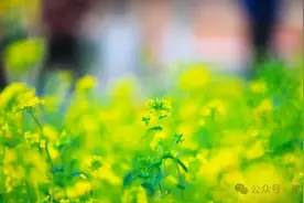 和风荡漾菜花黄 郑州赏油菜花指南请收好→图片