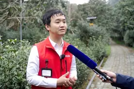 碧螺春核心产区洞庭山首批春茶直供京东超市 行业进货价首次公开图片