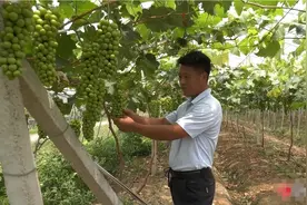 宿迁退役军人张永刚返乡种葡萄 实现乡村田园梦图片