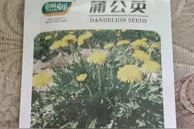 小小的种子能发芽吗图片