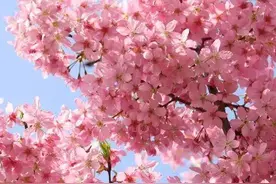 襄阳美丽乡村精品旅游线路（三）“花”点时间游襄州图片