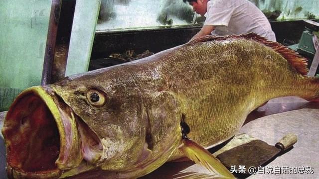 干货花胶多少钱一斤 2026年干货花胶多少钱一斤合适