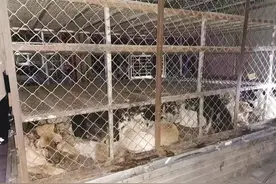 警方及时解救30余只被困犬图片