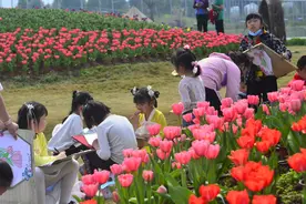 新年好去处！成都龙泉蔚然花海推出文旅新场景喜迎新春图片