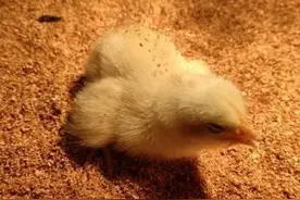 小鸡仔张口呼吸怎么办？小鸡张嘴呼吸的原因及治疗，都在这里了图片
