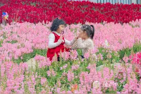 巨出片！厦门早春“顶流”上线，即将刷屏……图片