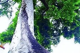 颠覆你的认知！最硬木材连子弹刀斧都奈何不了，被我国大量收购图片