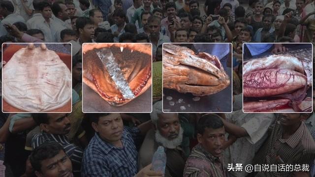 巴西黄鱼胶多少钱一斤 2026年巴西鱼胶便宜吗