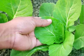种菜除虫别买农药！厨房三样宝贝兑水喷，虫子死光菜叶绿油油图片