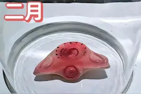 胎宝宝在妈妈肚子是咋从受精卵变新生儿的？9张模型图告诉你图片