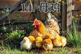 四年级下册语文，第四单元第14课《母鸡》笔记+课堂解析，收藏图片