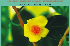 川芎产业现状与发展策略分析图片
