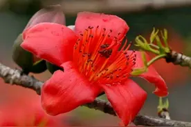 你知道吗？祛湿之花——木棉，不仅好看好用，还能煲凉茶喝。图片