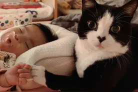 别不信！这几个行为都让猫咪感到痛苦，很多铲屎官却不知道图片