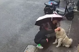 "从友善到凶恶，狗狗攻击事件：女子抚摸白色松狮犬遭袭击"图片