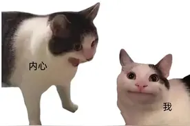 中听 | 猫meme视频，年轻人的电子新宠图片