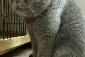 笑死！养了两年的猫被确认是弱智！网友还用检查？都表现在脸上了图片
