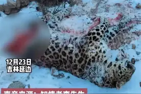 吉林延边，东北豹被东北虎咬死，东北人打圆场，我笑死在了评论区图片