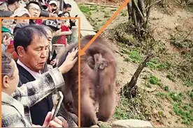 峨眉山猴哥的凶残看待图片